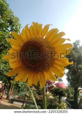 Helianthus annuus or sun flower or bunga matahari in city park