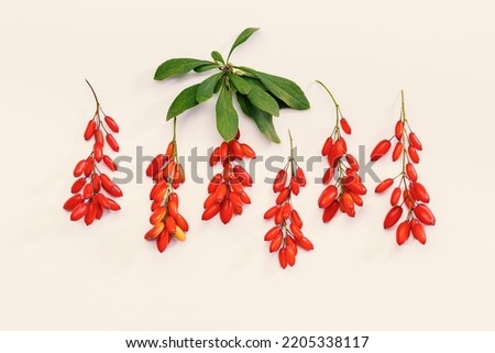 Set Barberry branches with red berry and green leaves on beige background, top view. Ripe fresh sour-tasting berries, healthy seasoning for food. Barberry natural food, aesthetic minimal style photo