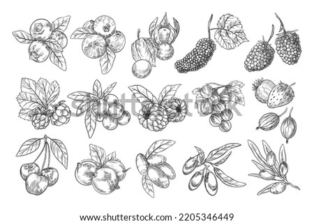 Set of Hand Drawn Berries Illustration