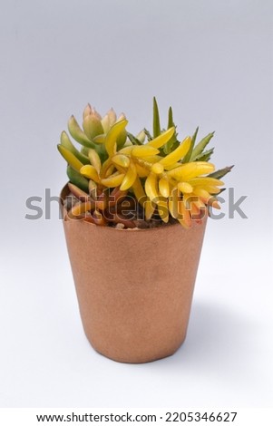 Fake yellow flower with green leaves in brown wooden pot isolated on white background. Plastic flowers in pots. Home interior