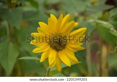 Soft yellow sunflower surrounded by a sea of green in the background.  Picture is a close up taken in a garden.
