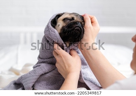 Owner or groomer wipes pug dog after taking a shower, cute wet pug dog sitting after shower in grey towel on bed, pets grooming and washing. Royalty-Free Stock Photo #2205349817