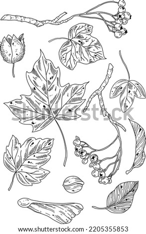 Black and white hand drawn illustration of berries and leaves. Botanical hand drawn vector background.