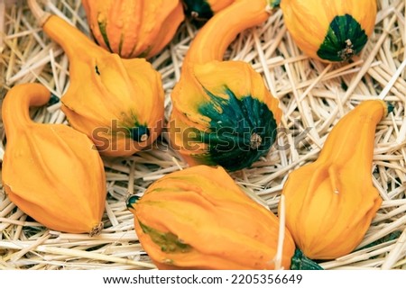 harvest of yellow pumpkins in a wooden box in the garden