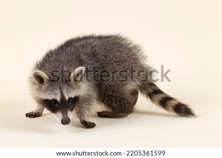Raccoon (Procyon lotor), kitten, sniffed, age 4 months, captive
