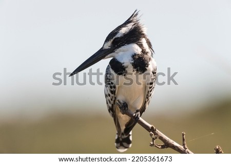 Pied kingfisher (Ceryle Rudis) is sitting on branch, looking out, Kosi Bay Nature Reserve,  iSimangaliso Wetland Park, KwaZulu-Natal, South Africa Royalty-Free Stock Photo #2205361673