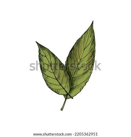 Bay leaves isolated green culinary herb sketch. Vector laurel leaf natural condiment, herbal seasoning Royalty-Free Stock Photo #2205362951
