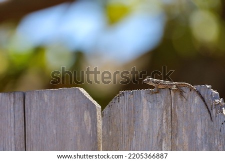 A house lizard on top of an old wooden fence at a home's back yard in southern California.