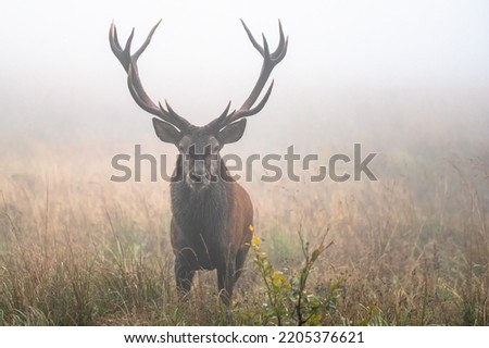 Red Deer (Cervus elaphus) stag during the rutting season. Bieszczady Mts., Carpathians, Poland. Royalty-Free Stock Photo #2205376621