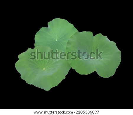 Close up green leaves of Lotus or Water lily or Nelumbo nucifera bunch isolated on black background. The side of lotus leaf bush.