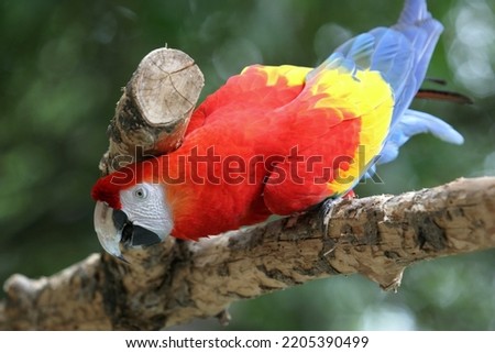 This picture is a macaw parrot.