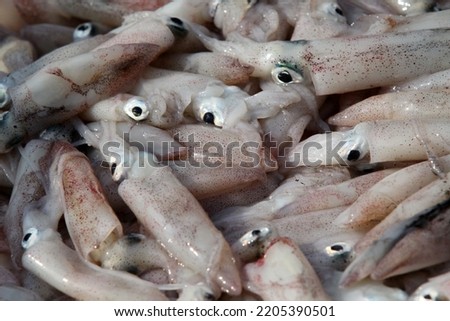 This picture is a lot of squid.