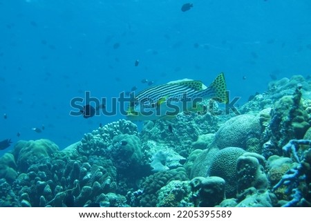 A typical underwater picture of Bunaken Marine National Park: coral reefs, beautiful fish and anemones