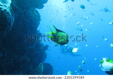 A typical underwater picture of Bunaken Marine National Park: coral reef walls, and lots of reef fish