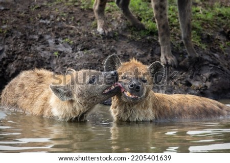 Spotted hyenas grooming each other, licking other hyaena face while standing in the water. Wildlife seen on an African safari in Masai Mara, Kenya