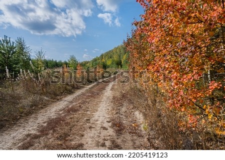 Autumn landscape with a road running into the distance. Orange leaves of an aspen in front. The blue sky with white cumulus clouds sets off the warm colors of the forest. Russia, Ural Royalty-Free Stock Photo #2205419123