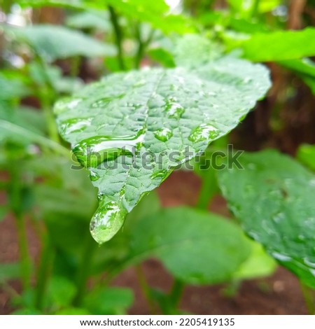 the picture is out of focus, the leaves are wet from the rain, this photo was taken in a tropical rain forest with a tall angel