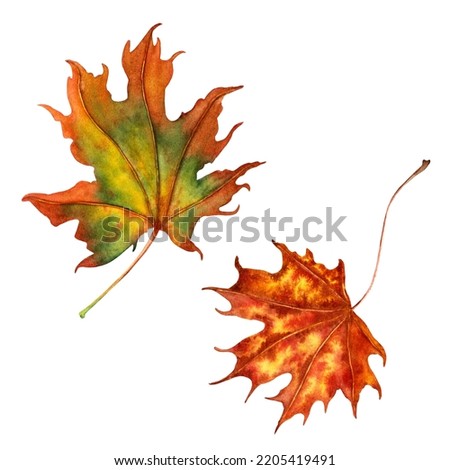 Watercolor autumn maple leaves set isolated on white