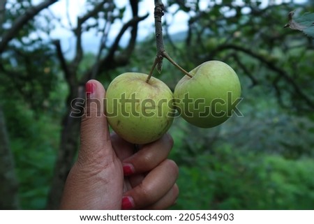 Picking apple from tree in orchard or petik apel malang