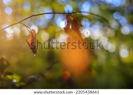 Autumn yellow leaf hanging on a twig on a blurry background