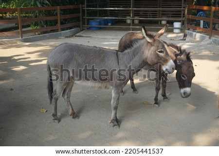 Brown furry donkey with big ears facing sideways. Comic donkey. Cute farm animal.
