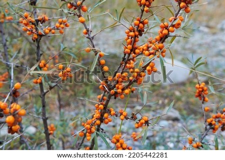 Buckthorn berries on a branch close-up. Beautiful photo wallpaper.