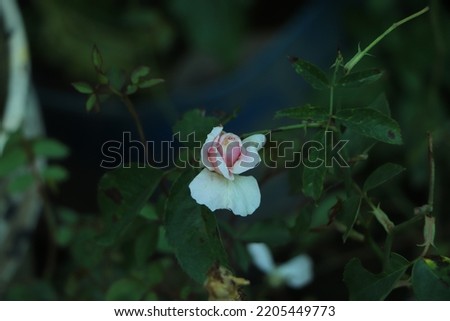 Bush white blooming rose. Growing roses. A lot of beautiful blooming roses. Buds of a white rose. Blooming rose bush. Blooms a lot of flowers. Royalty-Free Stock Photo #2205449773