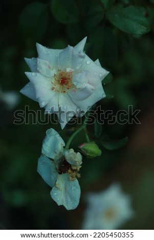 Bush white blooming rose. Growing roses. A lot of beautiful blooming roses. Buds of a white rose. Blooming rose bush. Blooms a lot of flowers. Royalty-Free Stock Photo #2205450355