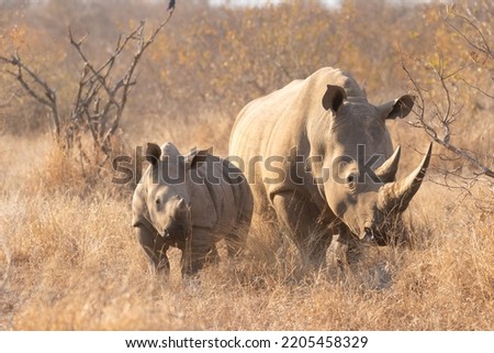 White rhinoceros with a calf (Ceratotherium simum) in the early morning light, Timbavati Game Reserve, South Africa. Royalty-Free Stock Photo #2205458329