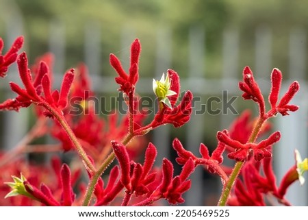 Mass of red kangaroo paw (anigozanthos) stems with blurred background