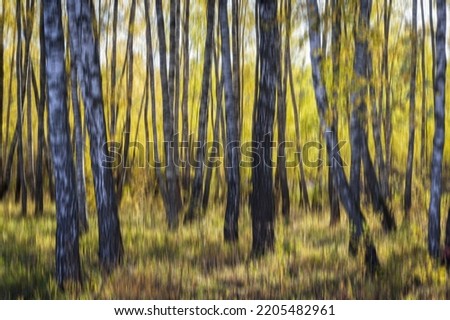 Abstract autumn birch forest vertical motion blurr background. Fall season abstract.