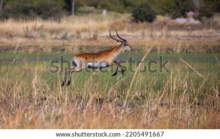 fawn jumping fleeing from hyenas
