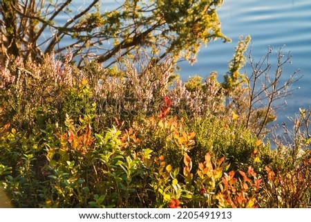 By a lake in Sweden, with blueberry bushes in the foreground. In the background forests and blue sky. Nature shot from the north