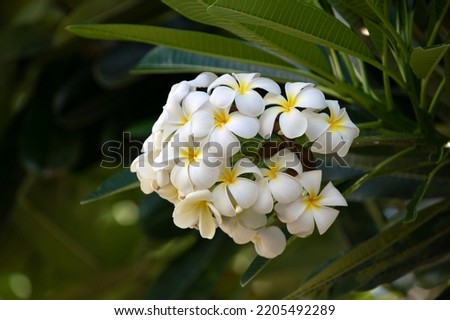 White plumeria rubra flowers. Frangipani flower. Plumeria pudica white flowers blooming, with green leaves background. Royalty-Free Stock Photo #2205492289
