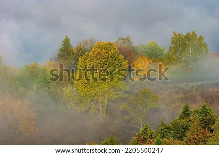 Misty mountain forest landscape in the morning. Misty beech forest on a mountain slope in a nature reserve.