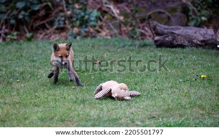 Fox cubs emerging from den to play in the garden