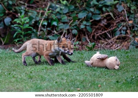 Fox cubs emerging from den to play in the garden