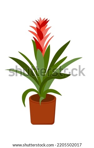 Home red flower with green leaves in a pot, for a flower shop. Royalty-Free Stock Photo #2205502017