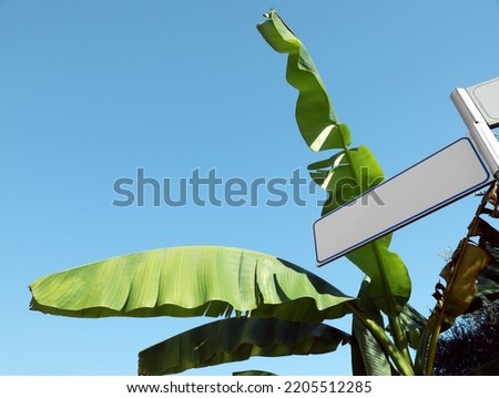 Fresh green banana plants and blank sign board against blue sky, low angle view. Space for text