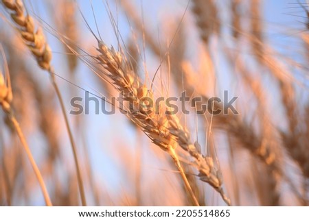 ripe spikelets of wheat, wheat cereals close-up, wheat field against the sky, golden spikelets close-up, grain for white bread, ripe wheat, lit by the sun, against the blue sky, Ukrainian flag Royalty-Free Stock Photo #2205514865