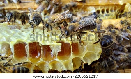 Bees in honeycomb, close up, selective focus