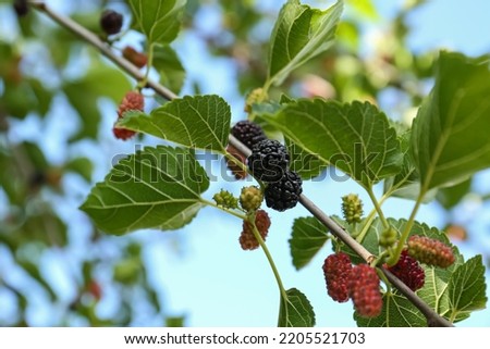Branch with ripe and unripe mulberries in garden against sky, closeup