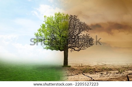 Concept of climate changing. Half dead and alive tree outdoors Royalty-Free Stock Photo #2205527223