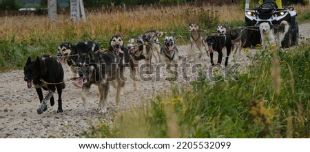 Sled dog competitions in autumn. Team of Alaskan Huskies pulls an quadcycle along rural dirt road. Mestizos are strong and hardy in harnesses working together. Happy team of dogs running fast forward.