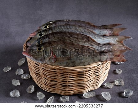 Fresh "Belacung" Fish in rattan basket with ice shards on dark grey background. Lethrinus. Lethrinus Rubrioperculatus. Lethrinus Onartus. Lethrinus Olivaceus. Raw Food. Protein. Aceh. Indonesia.  Royalty-Free Stock Photo #2205533277