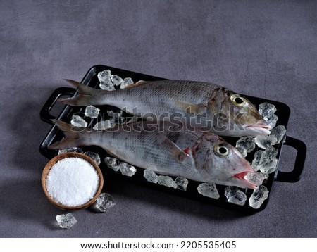 Fresh "Belacung" Fish on black square tray with ice shards and a cup of salt on dark grey background. Lethrinus. Lethrinus Rubrioperculatus. Lethrinus Onartus. Lethrinus Olivaceus. Raw Food. Protein.  Royalty-Free Stock Photo #2205535405