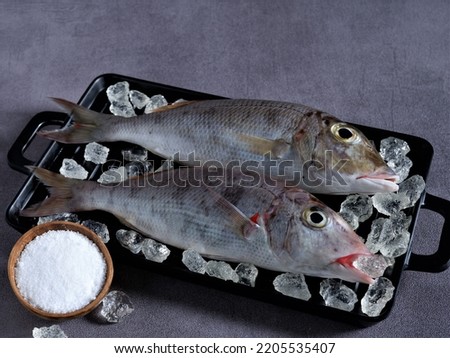 Fresh "Belacung" Fish on black square tray with ice shards and a cup of salt on dark grey background. Lethrinus. Lethrinus Rubrioperculatus. Lethrinus Onartus. Lethrinus Olivaceus. Raw Food. Protein.  Royalty-Free Stock Photo #2205535407
