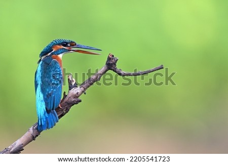 Common Kingfisher - A beautiful and colorful fish hunter.