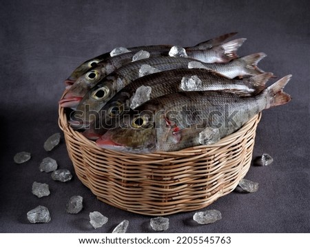 Fresh "Belacung" Fish in rattan basket with ice shards on dark grey background. Lethrinus. Lethrinus Rubrioperculatus. Lethrinus Onartus. Lethrinus Olivaceus. Raw Food. Protein. Aceh. Indonesia. Royalty-Free Stock Photo #2205545763