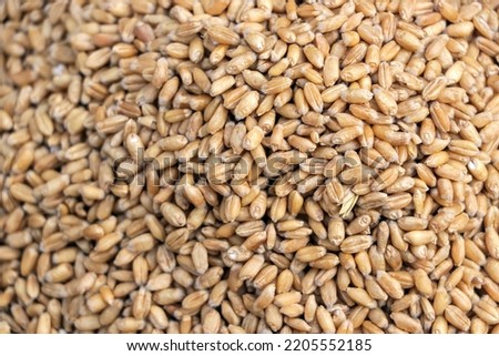 Vertical image of wheat cereal grains. Agricultural food concept background.